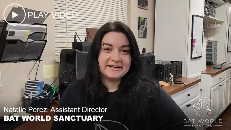 Web Design Video testimonial from Natalie Perez at Bat World Sanctuary