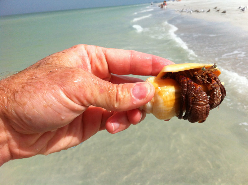 hermit-crab-on-beach