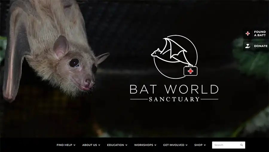 wordpress web design for bat world