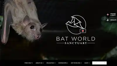 wordpress website design for bat world